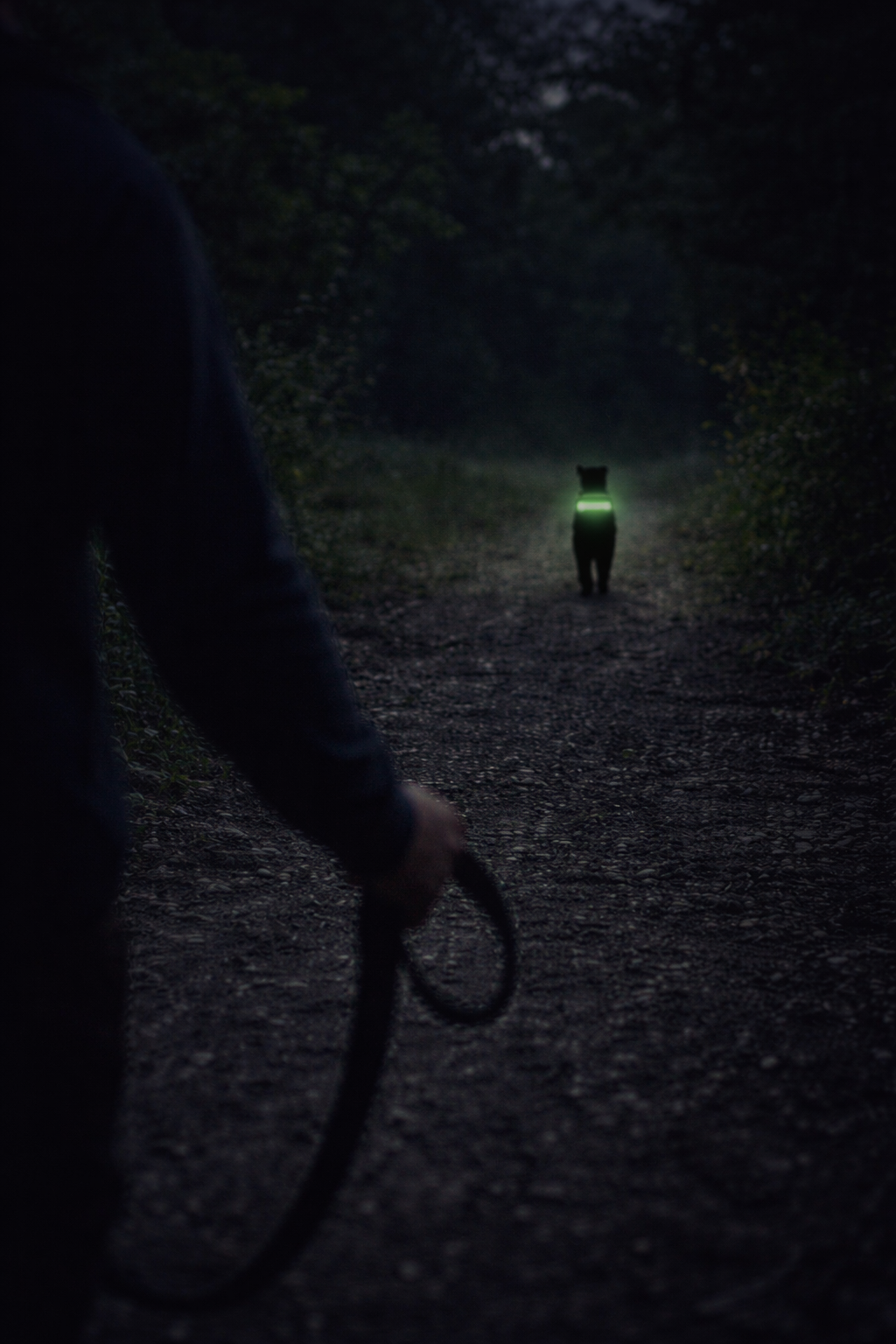 Collar recargable LED para perros